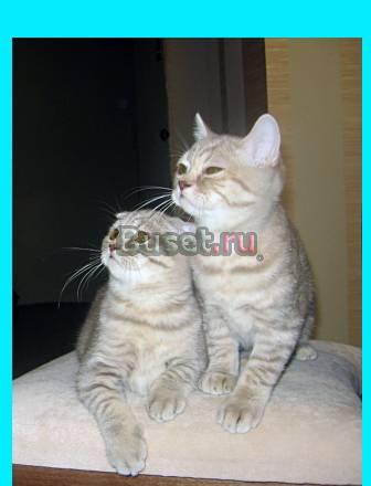 Британские котята Москва