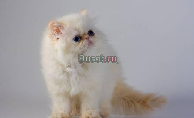 Персидские кошечки и котики Санкт-Петербург