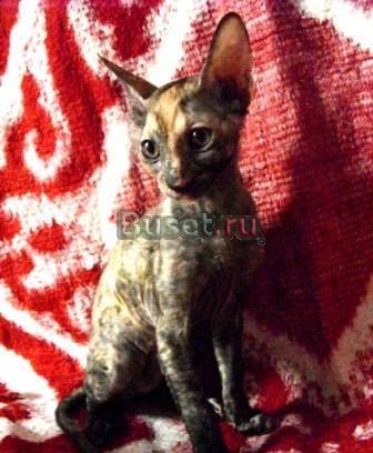 Роскошные котята корниш-рекс Москва