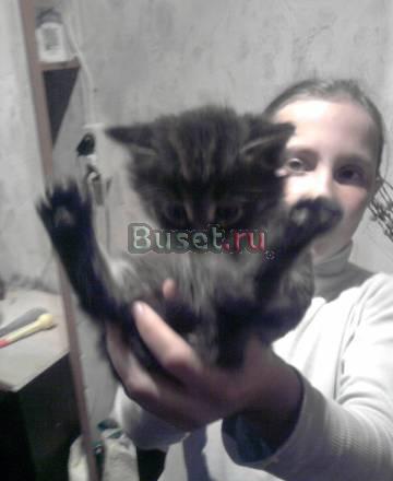 Котята Москва