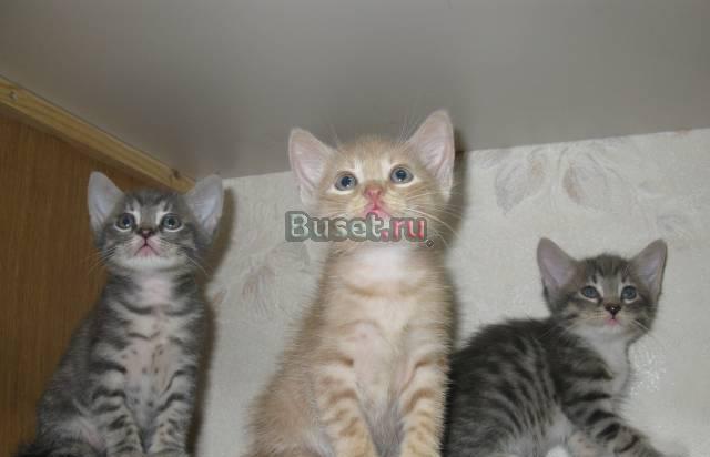 Симпатичные котики в добрые руки Санкт-Петербург