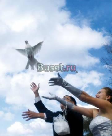Голуби на свадьбу, праздник, торжество Переславль-Залесский