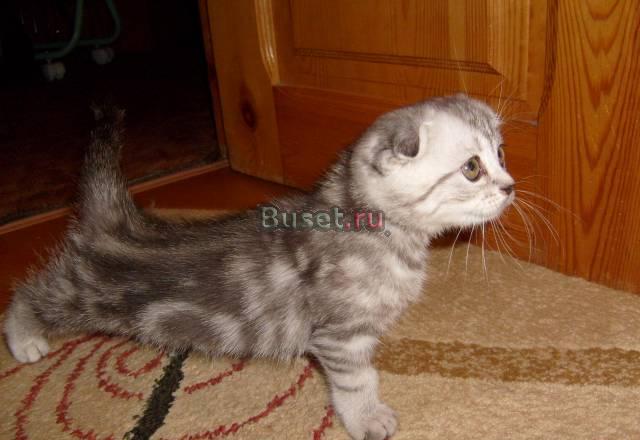 Продаются котятки Королев