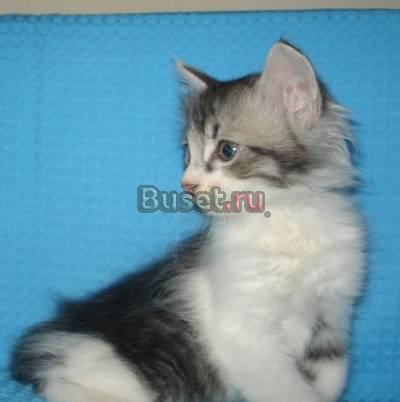 Котята Курильского бобтейла - котята-курильчата Волгоград