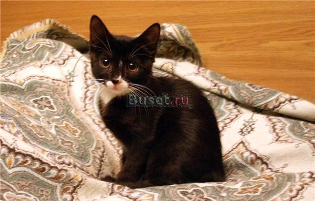 Котенок окраса "маркиз" в добрые руки Санкт-Петербург