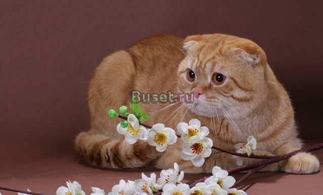 Приглашение на вязку Нижний Новгород