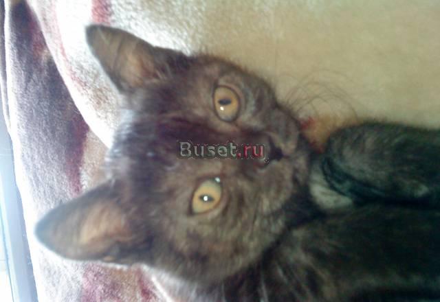 Британские котята Кострома