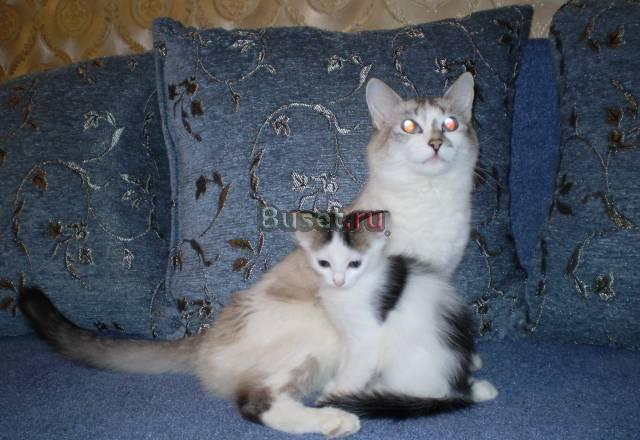 Сибирский котик 1,5 месяца Казань