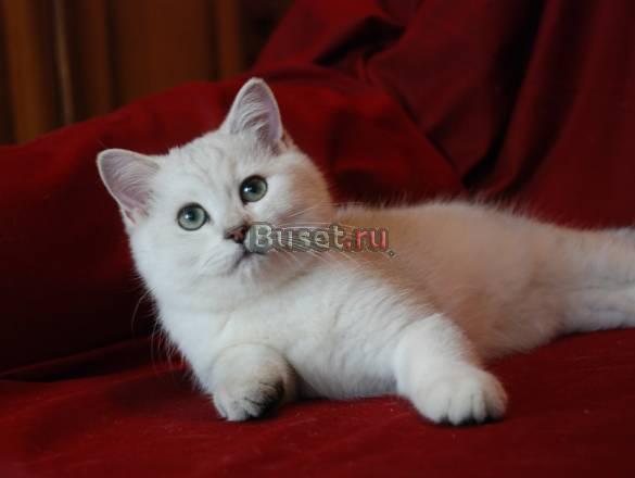 Британский котенок серебристая шиншилла Москва