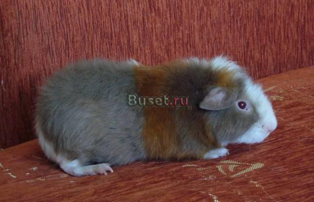 Морская свинка американский тедди Саратов