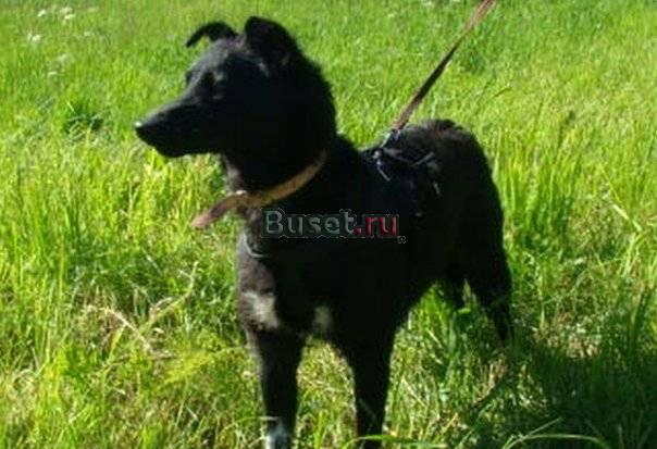 Собачка Жуля - небольшая девочка Санкт-Петербург