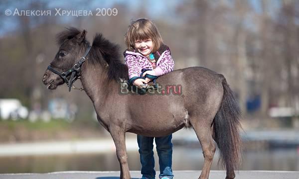 Мини-лошадки в С-Пб Санкт-Петербург