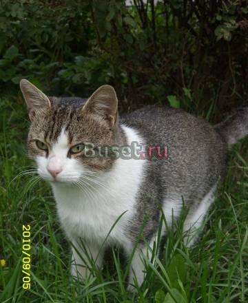 Кошечка и Котик в поисках дома Санкт-Петербург