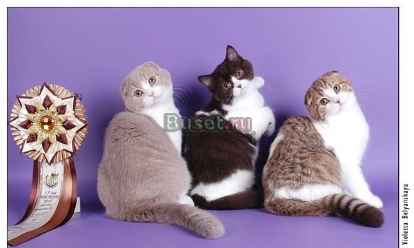 Продаются котята породы скоттиш-фолд Москва