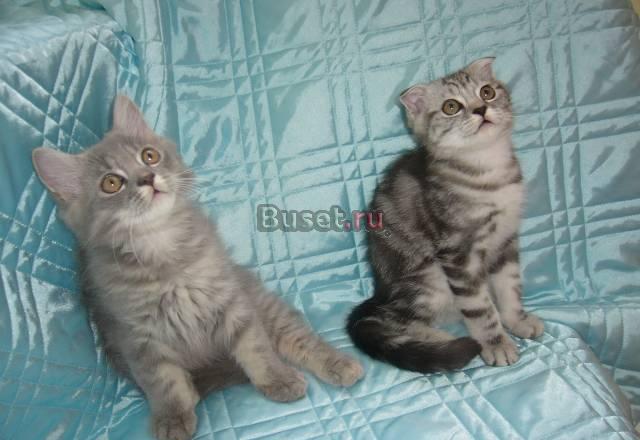 Клубные шотландские котята Москва
