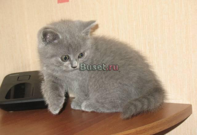 "Британские клубные котята" Москва