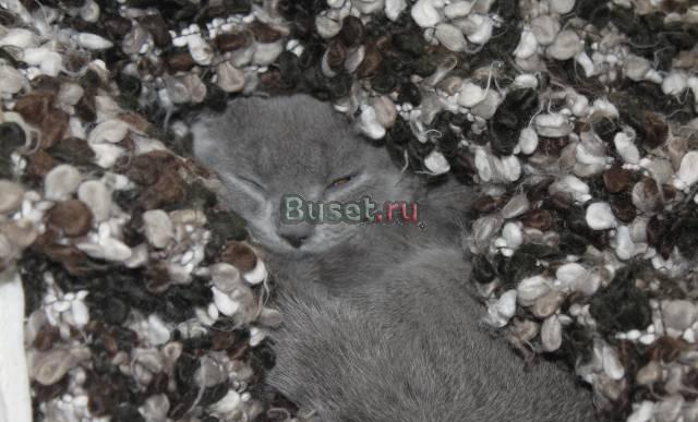 Продам британского котенка с идеальным характером Москва