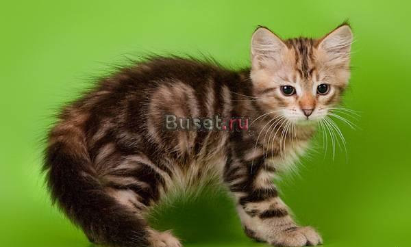 Сибирские котята  золотых и серебристых окрасов Воронеж