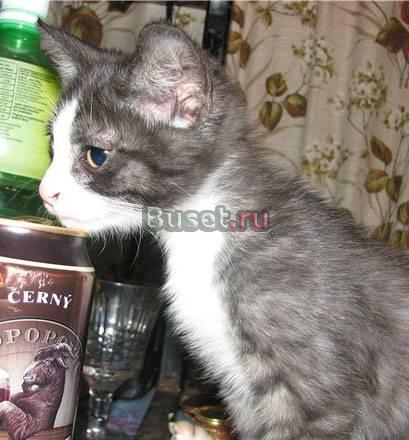 Симпатяга  котенок, в дар Москва