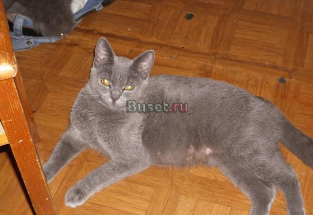 Британские котята недорого Москва