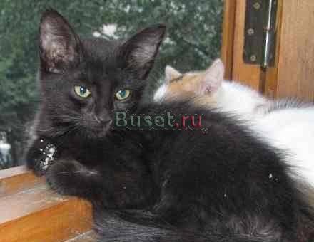 Очаровательный котеночек-девочка 2 мес Нижний Новгород