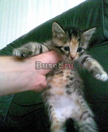 6 котят Санкт-Петербург
