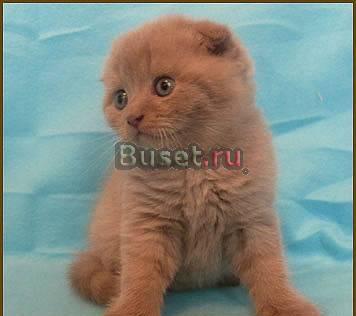 Лиловая кошечка с идеальными ушками Санкт-Петербург
