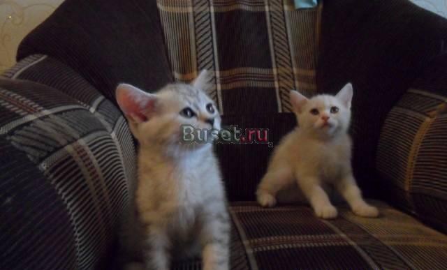 Продам британских котят Красноярск