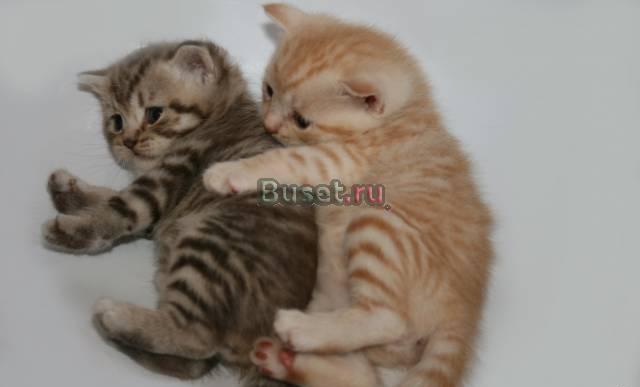 Замечательные британские котята Санкт-Петербург