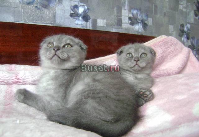 Шотландские котята фолд и страйт Москва