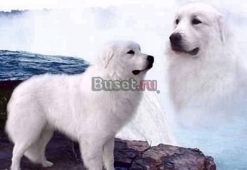 Пиренейская горная собака щенки Москва