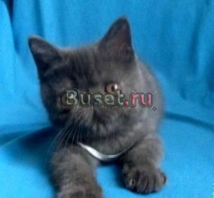Голубая плюшевая экзотическая кошечка Москва