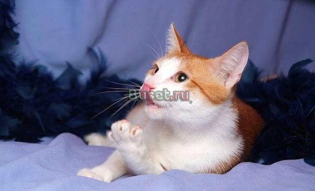 Нежный малыш котик Никсон,7 мес Москва