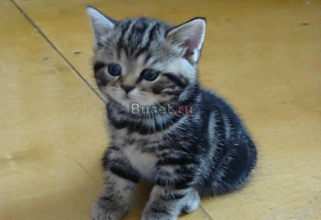 Клубные британские мраморные котята Москва