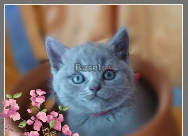 Продаю котят породы британская Москва