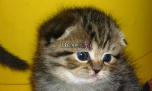 Шотландские малыши  разных окрасов Москва