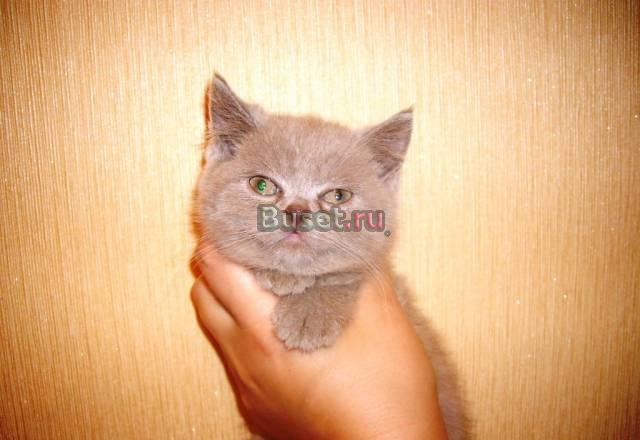 Лиловый котик страйт, 2 месяца Москва