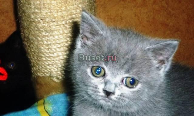 Лучший роскошный  британчик  украшение  дома Москва