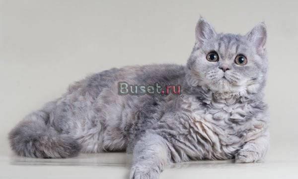 Котята разных окрасов кудрявые Селкирк-Рэкс Самара