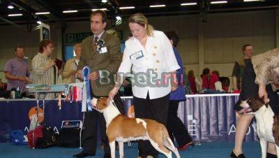 Американский стафф от Юный Чем,Европы 2006 Санкт-Петербург