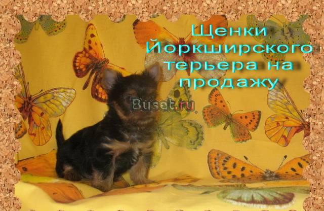 Йорк-мини мальчик Пермь