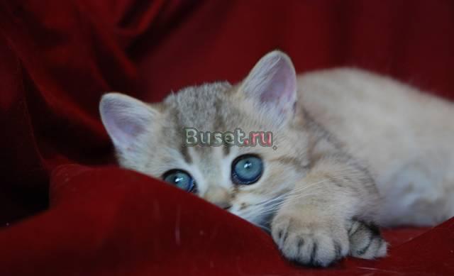 Зеленоглазый британский котенок Москва