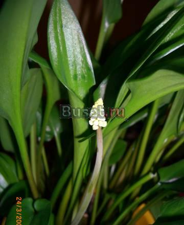 Дримиопсис пятнистый Drimiopsis maculata Москва