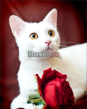 Снежный котик Антон ищет дом Москва