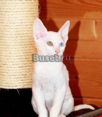Корниш-рекс.Белоснежный разноглазый котенокю Москва