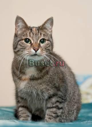 Кошка Каталина ищет хозяев Санкт-Петербург