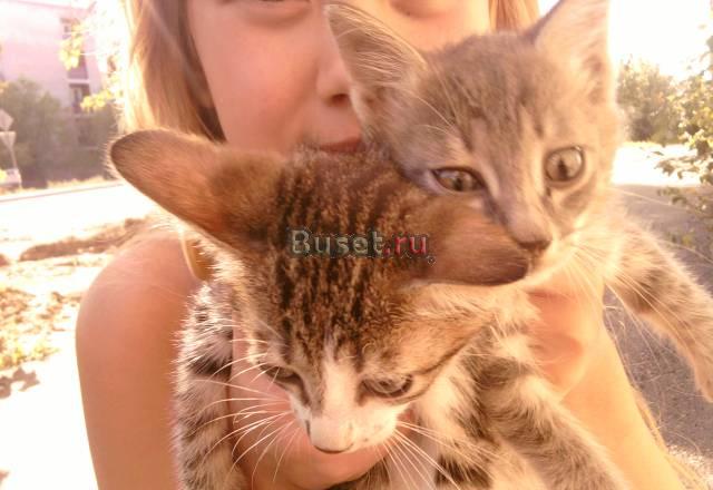 Отдадим котят в хорошие руки Чита