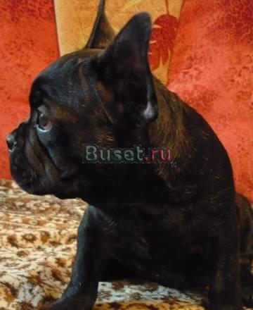 Французкий бульдог Ижевск