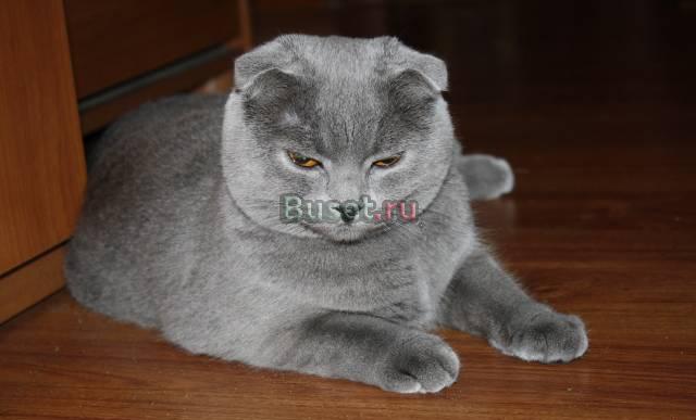 Кошечка ищет котика на вязку) Москва