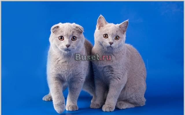 Шотландская короткошерстная с документами Москва